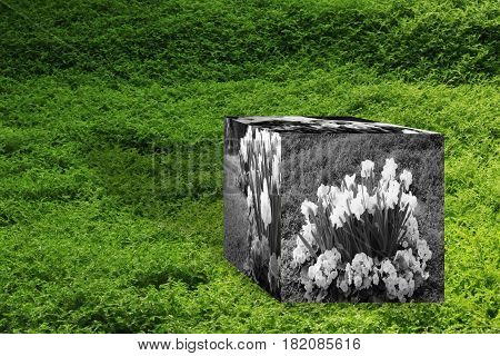3D Cube flower,Petunias, Yellow daffodil,pansies, snapdragon and marigold, beautiful flower green grass background black white