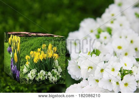 3D Cube flower,Petunias, Yellow daffodil,pansies, snapdragon and marigold, beautiful flower green grass background black white