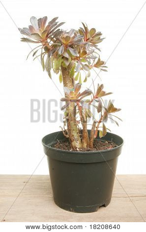 พืช Aeonium