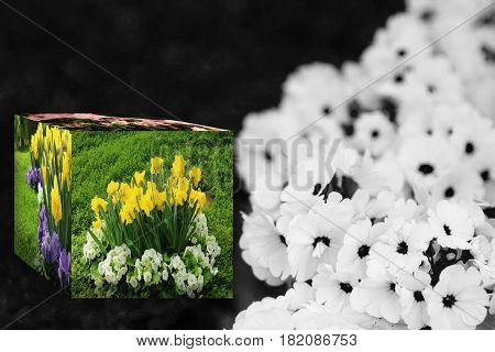 3D Cube flower,Petunias, Yellow daffodil,pansies, snapdragon and marigold, beautiful flower green grass background black white
