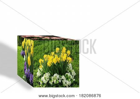 3D Cube flower,Petunias, Yellow daffodil,pansies, snapdragon and marigold, beautiful flower green grass background black white