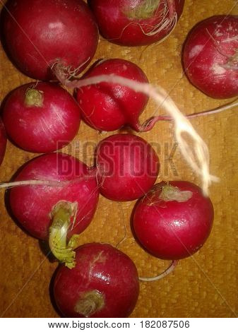 Radish  the most precocious and early spring vegetables with bright color and slightly burning taste that give mustard oil