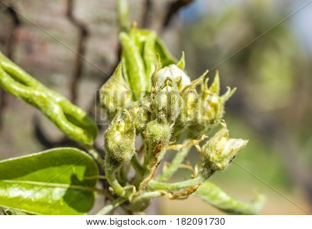 Flower buds of apple tree in spring macro. Selective focus