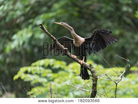 Anhinga with openwings, Anhinga anhinga, Tortuguero National Park, Costa Rica
