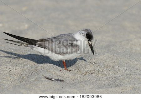 A sleepy Forster's Tern in non-breeding plumage on a beach in Florida in early spring