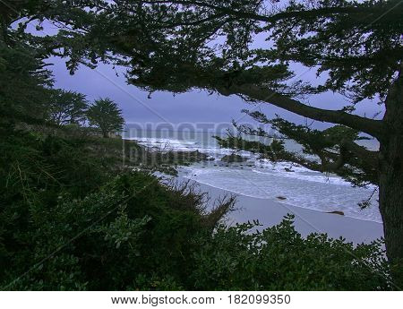 View of Carmel Beach through Cypress tree-lined coastline