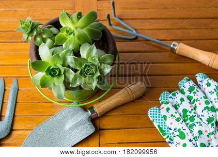 Gardening Tools And Houseleek Plant On A Table