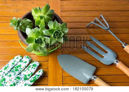 Gardening Tools And Houseleek Plant