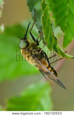 pale giant horse-fly outdoor (tabanus bovinus)