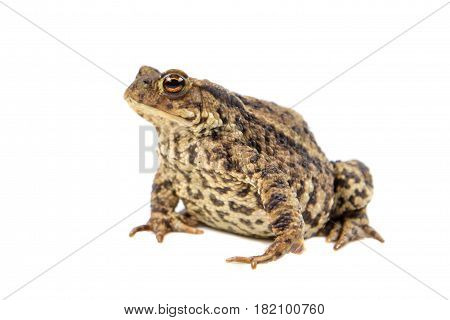 Toad On White