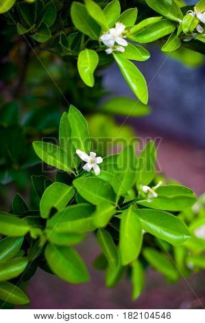 Orange blossom over nature leaf background beautiful spring flowers of fleur d'orange