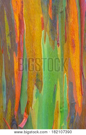 Vertical rainbow eucalyptus tree bark - Eucalyptus deglupta