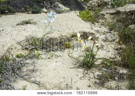 Ananuca Flowers In Atacama Desert, Chile. The Event Flowering Desert (spanish: Desierto Florido) Is