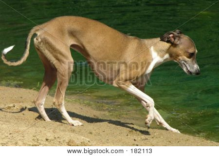 Italiensk Greyhound
