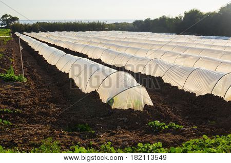 white small greenhouse in country garden in spring.