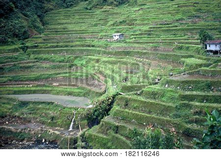 Rice is cultivated in the ancient  rice terraces, carved into the mountains, near the city of Banaue, Ifugao Province, in the Philippines.