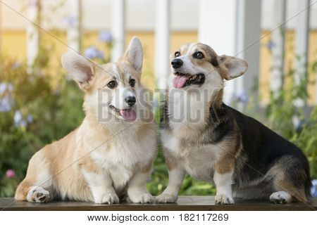 Corgi dog on the grass in summer sunny day