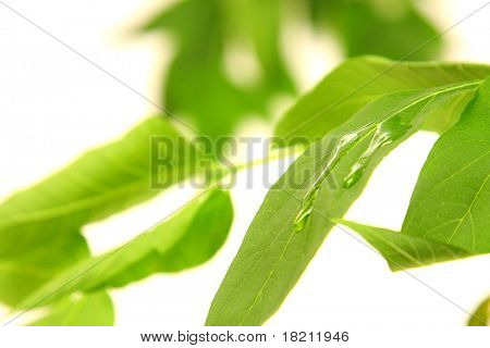 绿色的植物叶