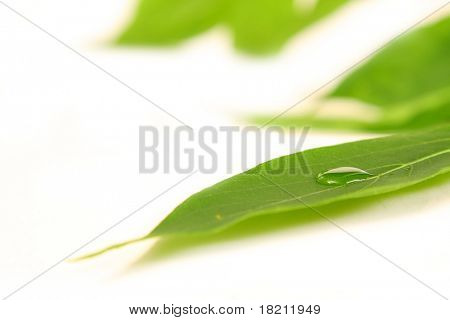 绿色的植物叶