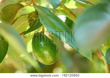 One Avocado Fruit Hang On Tree