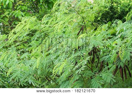 background of leucaena leucocephala tree in the jungle
