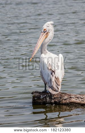Close up the great egret sitting on tree twig with blurred nature pond in background.