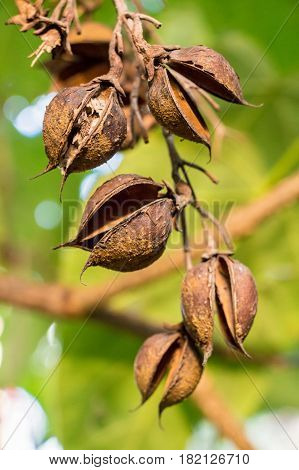 Close up paulownia pods on green tree
