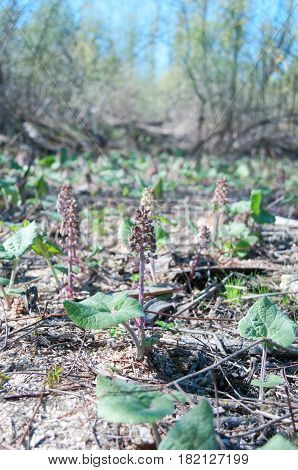 a arctium lappa. Greater Burdock. Edible Burdock.