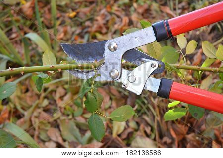 Rose pruning. Gardener Prune Climbing Roses. How to Prune Roses Bush in your Garden.