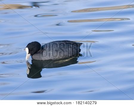 Eurasian coot Fulica atra swimming in pond with reflection close-up portrait selective focus shallow DOF.