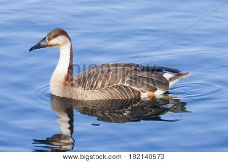 Greater white-fronted goose Anser albifrons swimming in pond close-up portrait with reflection selective focus shallow DOF.