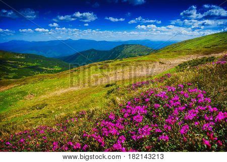 Flowers Valley