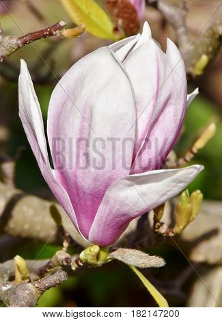 Close up of beautiful pink and white Alexandrina Magnolia blossom
