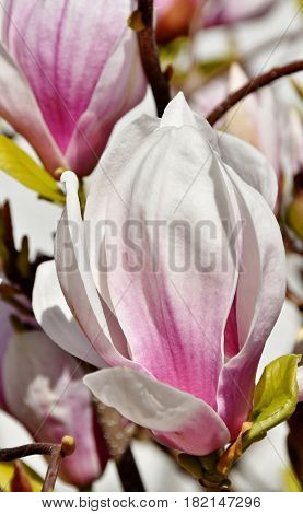 Close up of beautiful pink and white Alexandrina Magnolia blossom