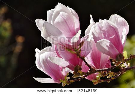 Close up of beautiful pink and white Alexandrina Magnolia blossom