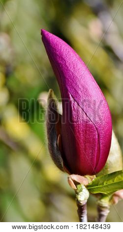 Close up of beautiful purple Alexandrina Magnolia bud