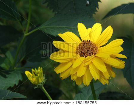 Flowering yellow heliopsis flower blossom in a garden.