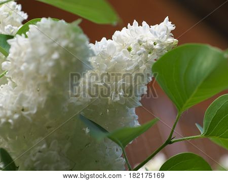 White Lilac Flowers With Buds For A Background, Spring Garden, Syringe Vulgaris