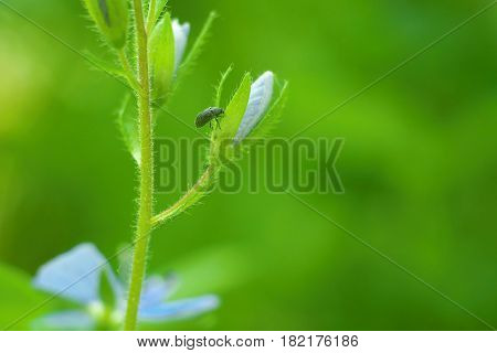 Insects Eats On Young Shoots Of Plants