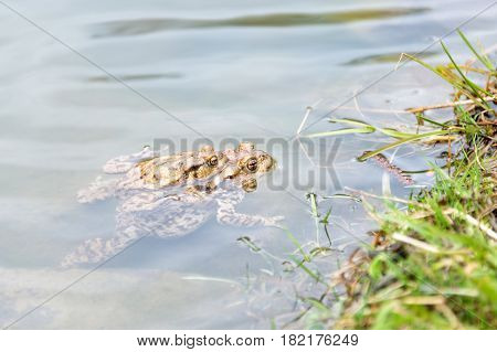 Mating frogs in the lake. Pair of brown common toads