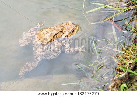 Mating frogs in the lake. Pair of brown common toads