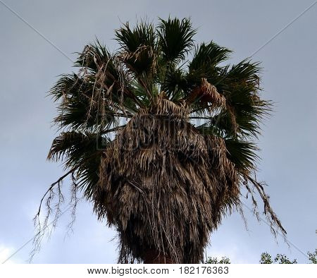 A big fluffy old palm tree in a clear sky