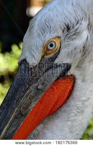 Big beautiful white pelican posing in profile