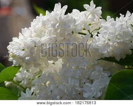 White Lilac Flowers With Buds For A Background, Spring Garden, Syringe Vulgaris