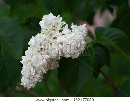 White Lilac Flowers With Buds For A Background, Spring Garden, Syringe Vulgaris