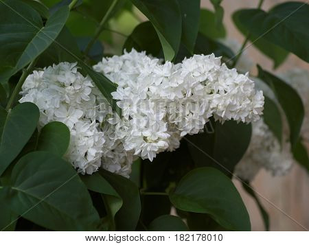 White lilac flowers with buds for a background spring garden syringe vulgaris.