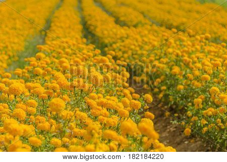 Marigold flower field in the sunlight with seletive focus