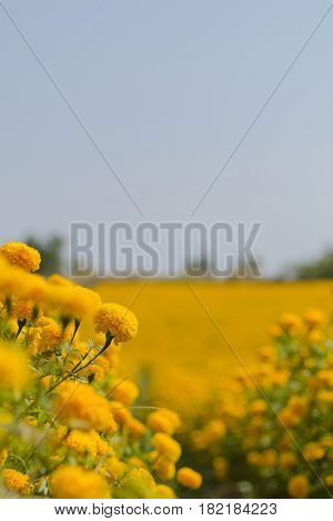Marigold flower field in the sunlight with seletive focus