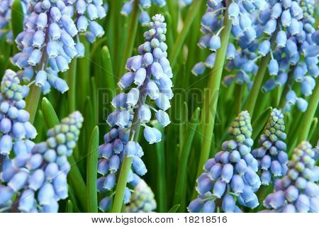Hyacinthus Orientalis