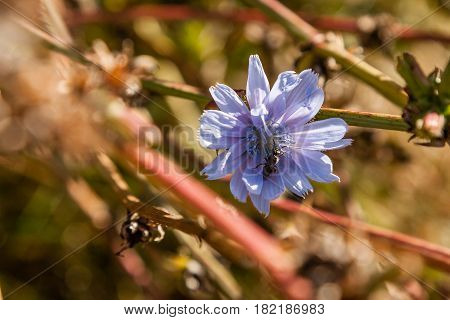 Field flowers on which insects and bees sit close up